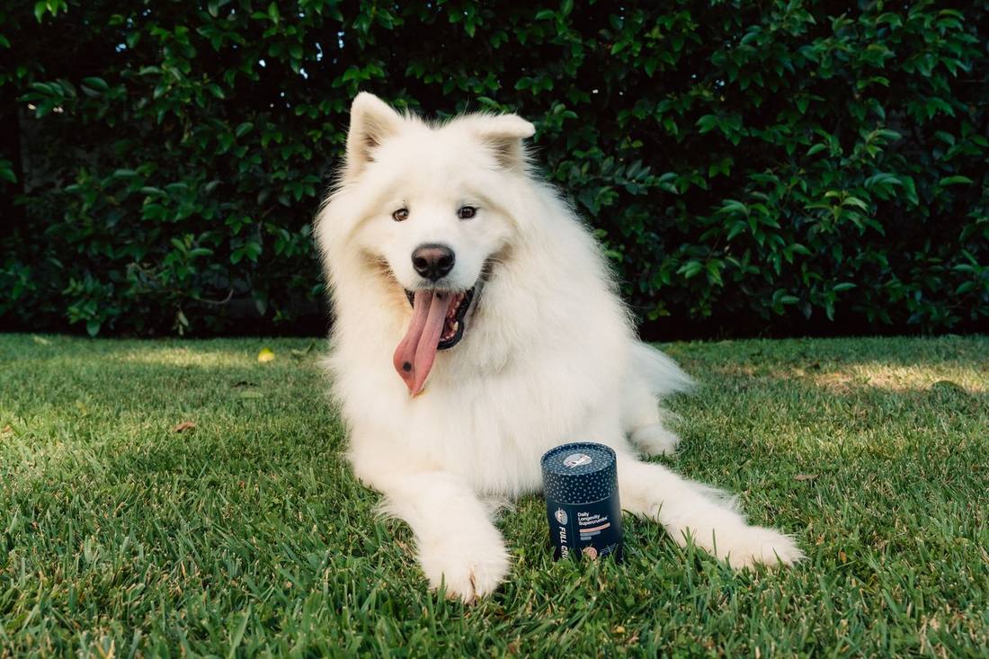 A fluffy white dog lying on the grass, smiling, beside a jar of Full Crumb Daily Longevity Supercrumbs